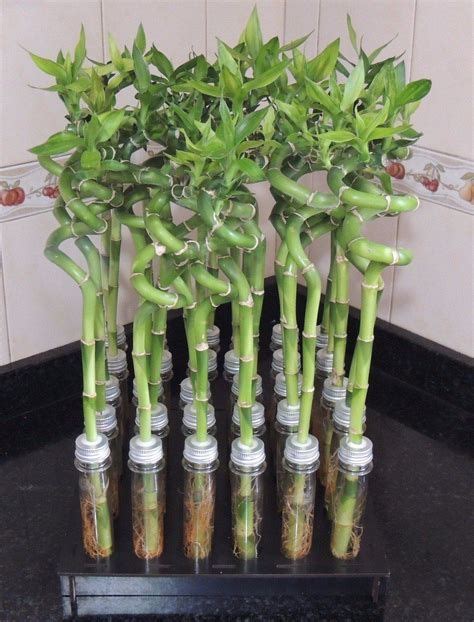 How To Propagate Lucky Bamboo Steps With Pictures Artofit