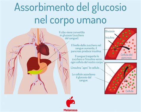 Curva Glicemica A Cosa Serve Come Prepararsi Allesame Valori