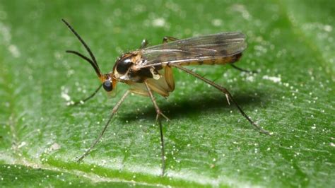 What Causes Gnats to Be In Your House? | Information and Facts - EXOtella