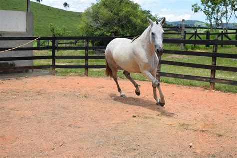 Fazenda Duas Barras De Recreio Completa 30 Anos Criando Cavalos