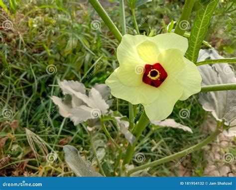 Close Up Of Okra Flowerbeautiful Yellow Okra Flowerwith Selective