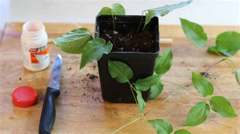 How To Grow Clematis From Cuttings Empress Of Dirt