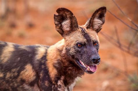 Premium Photo Close Up Of Hyena Looking Away Outdoors