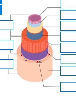 Blood Vessel Histology Diagram | Quizlet