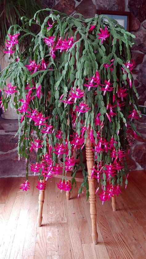 100 Year Old Christmas Cactus Christmas Cactus Christmas Cactus Plant Cactus Garden