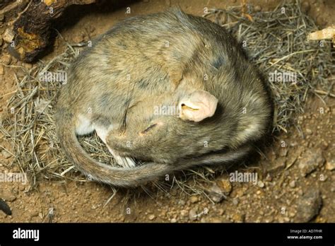 White Throated Woodrat Neotoma Albigula Arizona Sonora Desert Museum