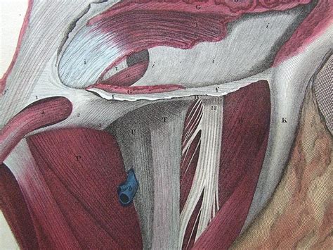 Femoral Hernia Repair Anatomy