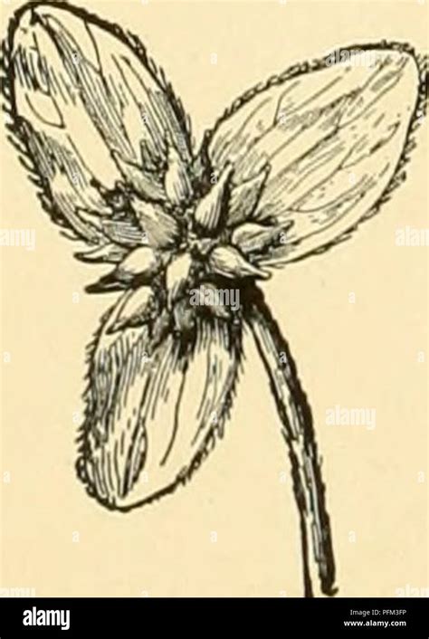 Cyclopedia Of American Horticultura Compuesto De Sugerencias Para El