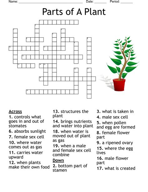 Flower Part Definitions Crossword Puzzle Answer Key Best Flower Site