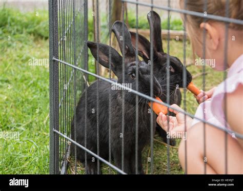 Child Feeding Rabbit Carrot Hi Res Stock Photography And Images Alamy