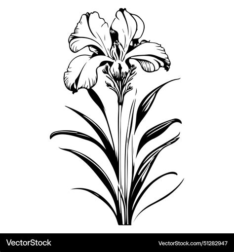 Iris flower sketch Royalty Free Vector Image - VectorStock