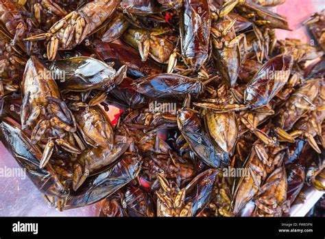 Mangda Fried Water Bugs Lethocerus Indicus On A Market Edible Insects Thai Cuisine