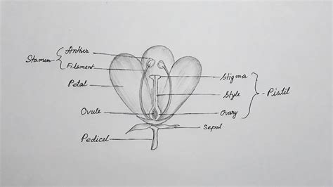 How To Draw Longitudinal Section Of A Flowerflower Anatomy Drawing Youtube