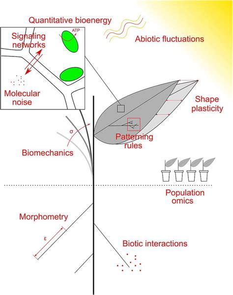 Examples of research topics at the crossroad between plant biology ...