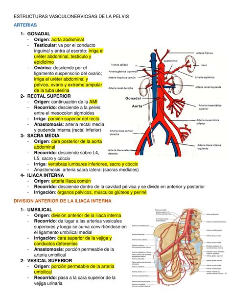 Reumen Estructuras Vasculonerviosas De La Pelvis Arterias