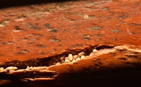 Signs Of Termites Living In Your Home — Mother Natures Pest And Lawn