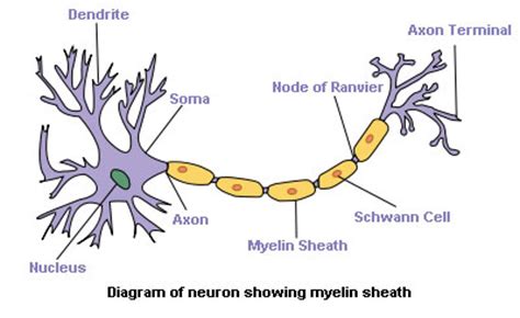 More on the Mechanism of Glatiramer Acetate in Multiple Sclerosis ...