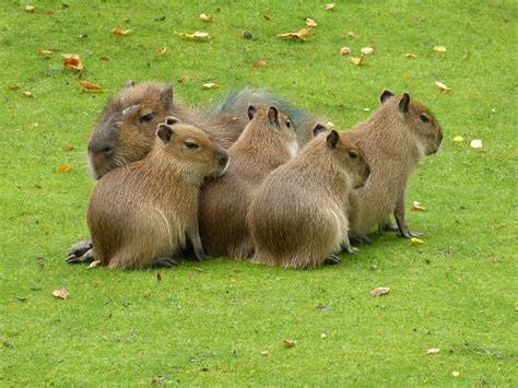 Capybara With Human