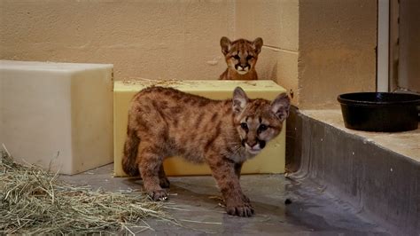 Say Hello to the Philadelphia Zoo’s Two Rescued Puma Cubs