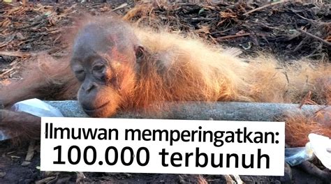 Ilmuwan Kalimantan Kehilangan Lebih Dari 100 000 Orang Utan