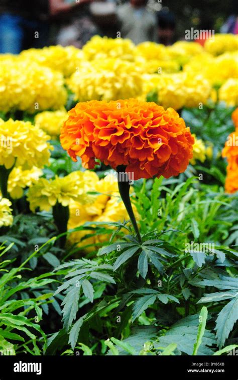 Planter Marigolds Hi Res Stock Photography And Images Alamy