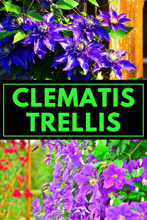 Clematis Trellis Ideas Clematis Trellis Clematis Clematis Vine