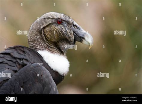 Andean Condor Vultur Gryphus Female Stock Photo Alamy