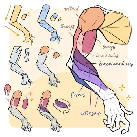 Arm Anatomy Anatomy Poses Body Anatomy Muscle Anatomy Anatomy Study