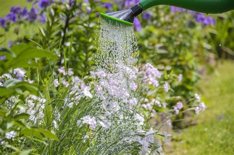 Watering plants: How to water the garden with best way