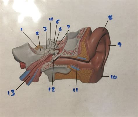 Ear Flashcards Quizlet