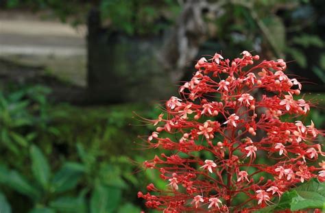 Flor De Pagoda Salvaje O Flores De Clerodendrum Paniculatum Salvaje