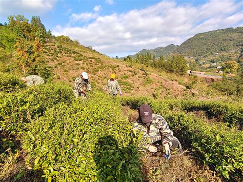 巫山茶园村：茶叶变身致富“金叶子” 视界网