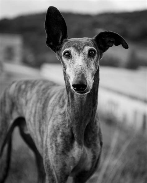 Black Greyhound Dog