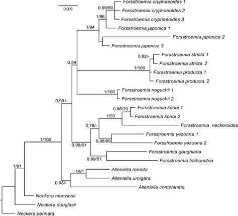 Bayesian Molecular Phylogenetic Tree Of Nrits Region And Plastid Region