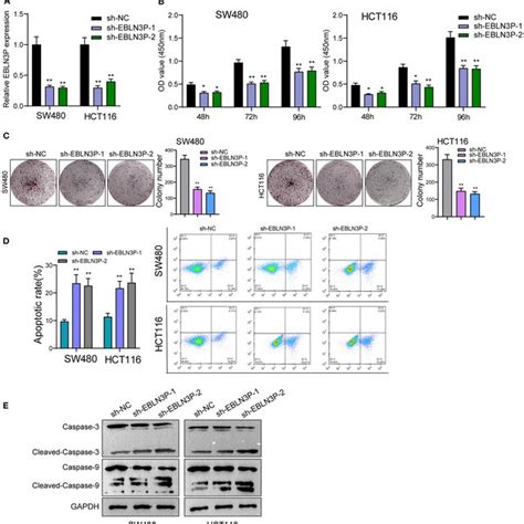 Ebln P Promotes Crc Tumor Growth In Vivo A Representative Images Of