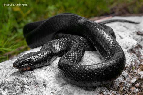 Eastern Indigo