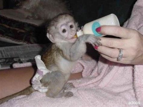 Cute Baby Capuchin Monkeys For Adoption