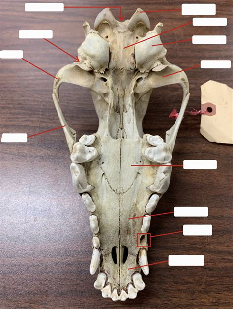 Mammal Skull Ventral View Diagram Quizlet