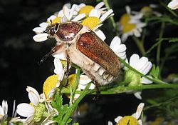 Melolonthinae Junglekey Fr Image