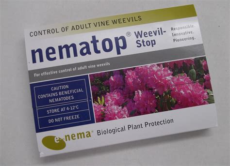 Nematop Adult Vine Weevil Trap Nematode Controls Green Gardener