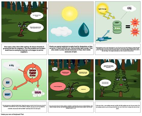 The Process Of Photosynthesis Storyboard By 3881f7d5