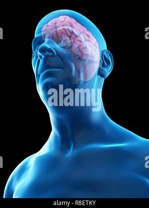 Syst Me Limbique C R Bral Illustration Photo Stock Alamy