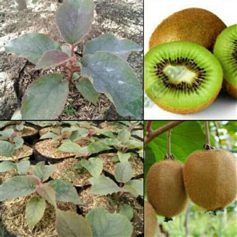 Jual Bibit Tanaman Buah Kiwi Unggul Di Seller Bibit Kitaa Pondok