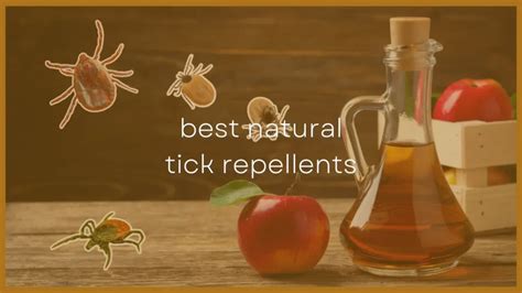 8 Best Natural Tick Repellent Essential Oils That Work