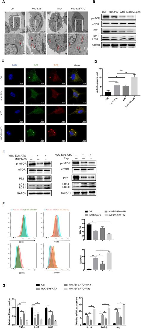 HUC EVs ATO Promoted M2 Macrophage Polarization By Inducing Autophagy