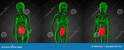 Male Small Intestine Stock Illustration Illustration Of Abdomen