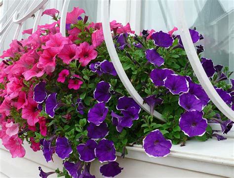 Самые красивые растения с фиолетовыми цветами | LADY ADVANCE