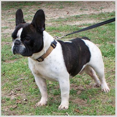 Frenchton (French Bulldog Boston Terrier Mix) Info, Temperament ...