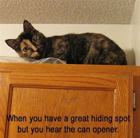 19 Wonderfully Funny Cat Memes Themes And Pics Tortoiseshell Edition