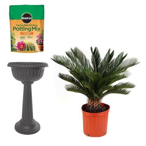 Shop Costa Farms Set Of Costa Farms Sago Palm Tree House Plant In 10 In Pot With Bloem 18 In W X